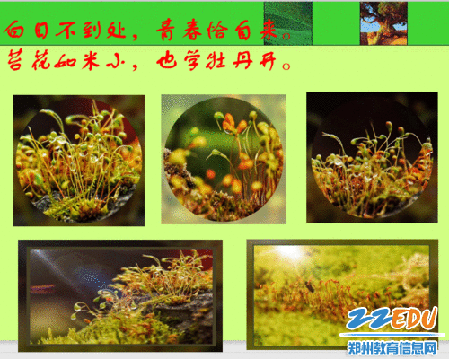 郑州八中生物组老师拍摄的的苔藓植物图片